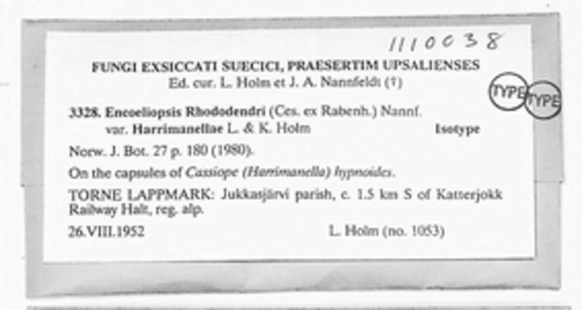 Encoeliopsis rhododendri image